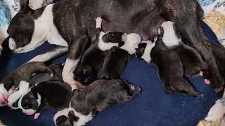 Candi's Baby Boston on Day 5, Eat, Sleep, Grow! 