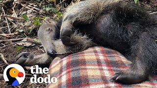 Baby Anteater Would Much Rather Nap Than Forage For Ants | The Dodo