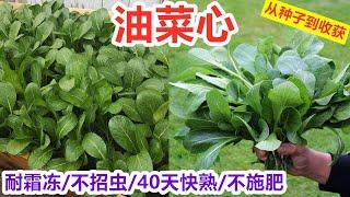 【油菜心/菜心】快手菜, 新手最好种的抗冻菜, 不招虫/不施肥/耐低温, 懒人菜/直播40天就可以采收