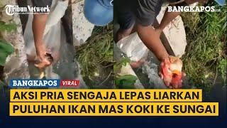 Aksi Pria Sengaja Lepas Liarkan Puluhan Ikan Mas Koki Ke Sungai, Jadi Perdebatan Netizen