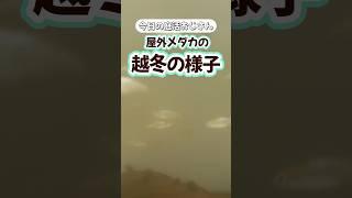 【今日の庭活おじさん】屋外メダカの越冬の様子#メダカ #めだか #メダカ越冬