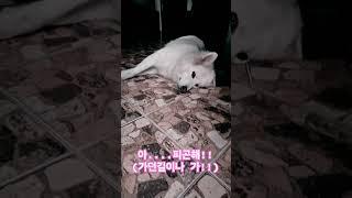 너무 피곤해,,,#강아지 #라오스#루앙프라방