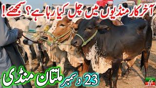 Multan Cow Mandi Fresh Latest Update Video || Cholistani Sahiwal Bachra Mandi || Cow Mandi 2024