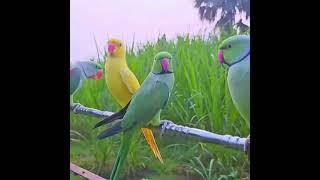 Different Colour Ringneck #Parakeet #thebluechicken #alexander #viralvideo #cutepets#birds