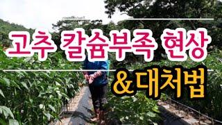 고추가 이렇게 되면 칼슘부족 현상입니다.(#고추칼슘부족해결법,#고추칼슘결핍,#고추칼슘부족현상,#고추칼슘부족증상,#고추칼슘영양제,#고추칼슘주는시기,#고추칼슘제,#고추칼슘과다)