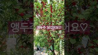 앵두주#말티즈일상 #강아지 #garden #앵두