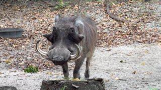 Earth’s Strangest Creatures The Warthog and Babirusa