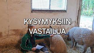 Kysymyksiin vastailua