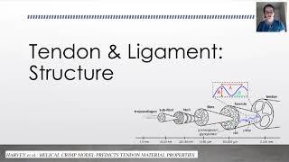 Biomechanics: Tendon Structure