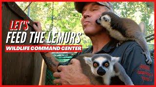 2.1Rescued Lemurs Find A Forever Home - Wildlife Command Center