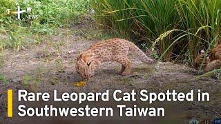 Rare Leopard Cat Spotted in Southwester Taiwan | TaiwanPlus News