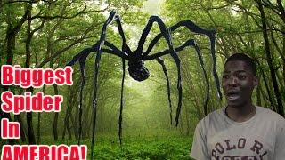 STORYTIME SUNDAY: THE BIGGEST SPIDER IN AMERICA