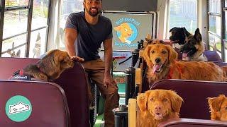 Guy Makes A Doggie School Bus And Drives To Park Every Day | Cuddle Buddies