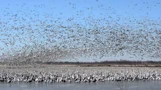 1 Million Snow Geese at Squaw Creek, Missouri. 2/11/2012