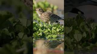 American Pipit up close - Canon R3