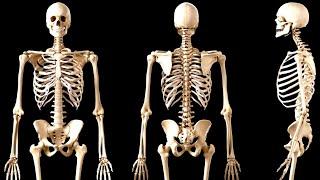 The SKELETAL SYSTEM explained: the bones of the human body (The skeleton)‍