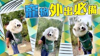 【on.cc東網】背囊有團棉花糖？西摩犬回眸燦笑