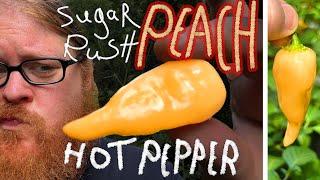 Sugar Rush PEACH Hot Chili Pepper First Taste and Review