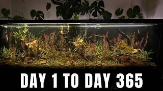 Building Natural Underwater Jungle And Watching It Flourish | No Filter-Water Change-Co2-Fertilizer