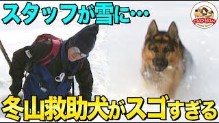 冬山救助犬の能力がスゴすぎる！雪に埋まった人を探し出す驚きの技を大公開！スタッフが雪に埋まった…その時救助犬は【どうぶつ奇想天外／WAKUWAKU】