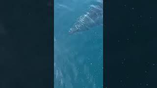 Giant mako shark encountered chomping on a 500LB swordfish gets his meal taken away