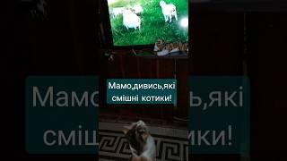 Так,моє козенятко, дуже смішні! #shortvideo #shorts #funnycats #cats #animals #котики #kitten