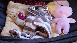 Tiny Baby Monkey Jason Deep Sleeping Well Sweet Dream With Toys After Mom Gently Comforting