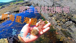 房车自驾游加拿大｜游钓加斯佩 （第三天）抓海星 抓海胆 （均以放生）RV tour in Gaspe of Canada｜catch starfish and urchin（released）