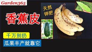 【钾肥】怎样用香蕉皮做钾肥？How to make natural potash fertilizer with banana peels