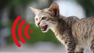 Mother Cat Calling For Her Kittens | Mom Cat Sounds | Mummy Cat Voice | Mama Cats Meowing Videos