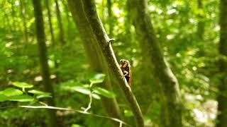 Blue eyed cicada