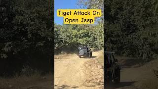 Tiger Attack  On Open Jeep ? Jim Corbett National Park #shorts #jimcorbett #tiger