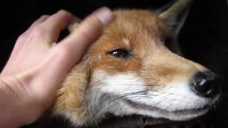 old cuddly Fox