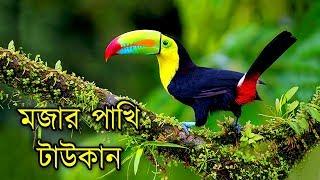 বিশ্বের সবচেয়ে ব্যয়বহুল পোষা পাখি রঙধনু টাউকান | World's Most Expensive Pet Bird Toucan