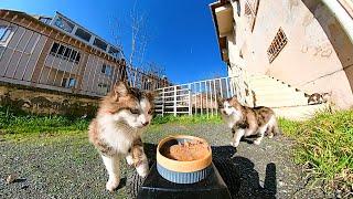 FEEDING STRAY CATS WITH RC CAR