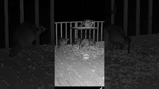 Fluffy puffball raccoons on the deck together for peanuts