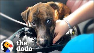 Dog Who Just Got Adopted Holds Mom's Hand The Whole Way Home | The Dodo