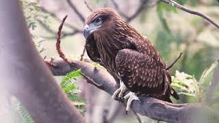 BLACK KITE (juvenile)