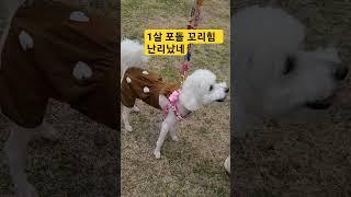 ‍세상모든 강아지 찍는 여인 #1살 포돌이 꼬리힘 난리났네#강아지브이로그 #동물키우기 #tv동물농장 # #반려견간식#반려견 용품 #반려견 훈련