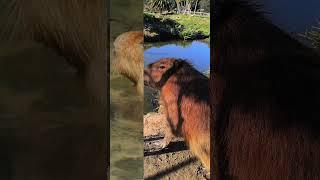 Why Everyone’s Obsessed with This Chill Animal 