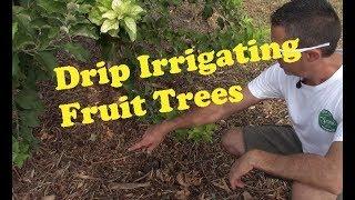 Watering Fruit Trees in the Desert