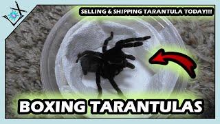 BOXING First Tarantula SALE TODAY!!!【Tarantula Boxing】