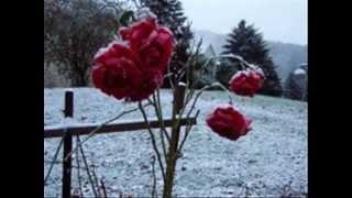 Dale Allen Pommer demo     ROSES IN THE SNOW