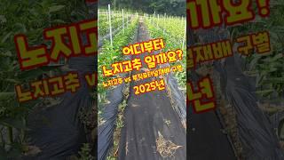 어디부터 노지고추 일까요? 노지고추 vs 부직포터널재배 구별 #shorts
