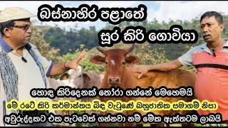 බස්නාහිර පළාතේ සූර කිරි ගොවියා/Rural Dairy Farming Srilanka #livestock #dairyfarming #agro