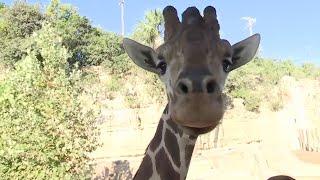 San Antonio Zoo opens largest habitat in 110 years