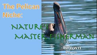 The Pelican's Niche: Nature's Master Fisherman (4K)