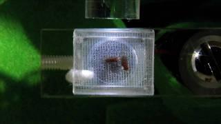 Drosophila Courtship Song - Genetics - University of Leicester