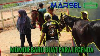 MARSEL CS BERAKSI INDONESIAN HORSE RACE