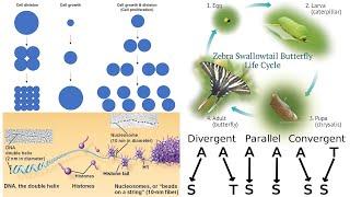 Genetics: Genes, Development, and Evolution